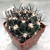 Weingartia spec. KAS 699.1