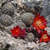 Rebutia fusca MN 516 (E Iscayachi - Cuesta de Sama, Tarija, 3867m, Bol)