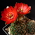 Rebutia atrovirens v. haefneriana MN 471 (Mina Maria Carmen, 3934m, Bol)