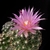 Escobaria vivipara v. arizonica LZ 328 (Lutzens land, UT)