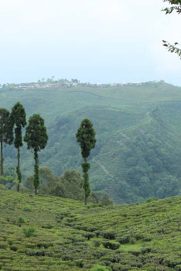 Darjeeling First Flush 2026 FTGFOP1 Sungma DJ-3 - 2