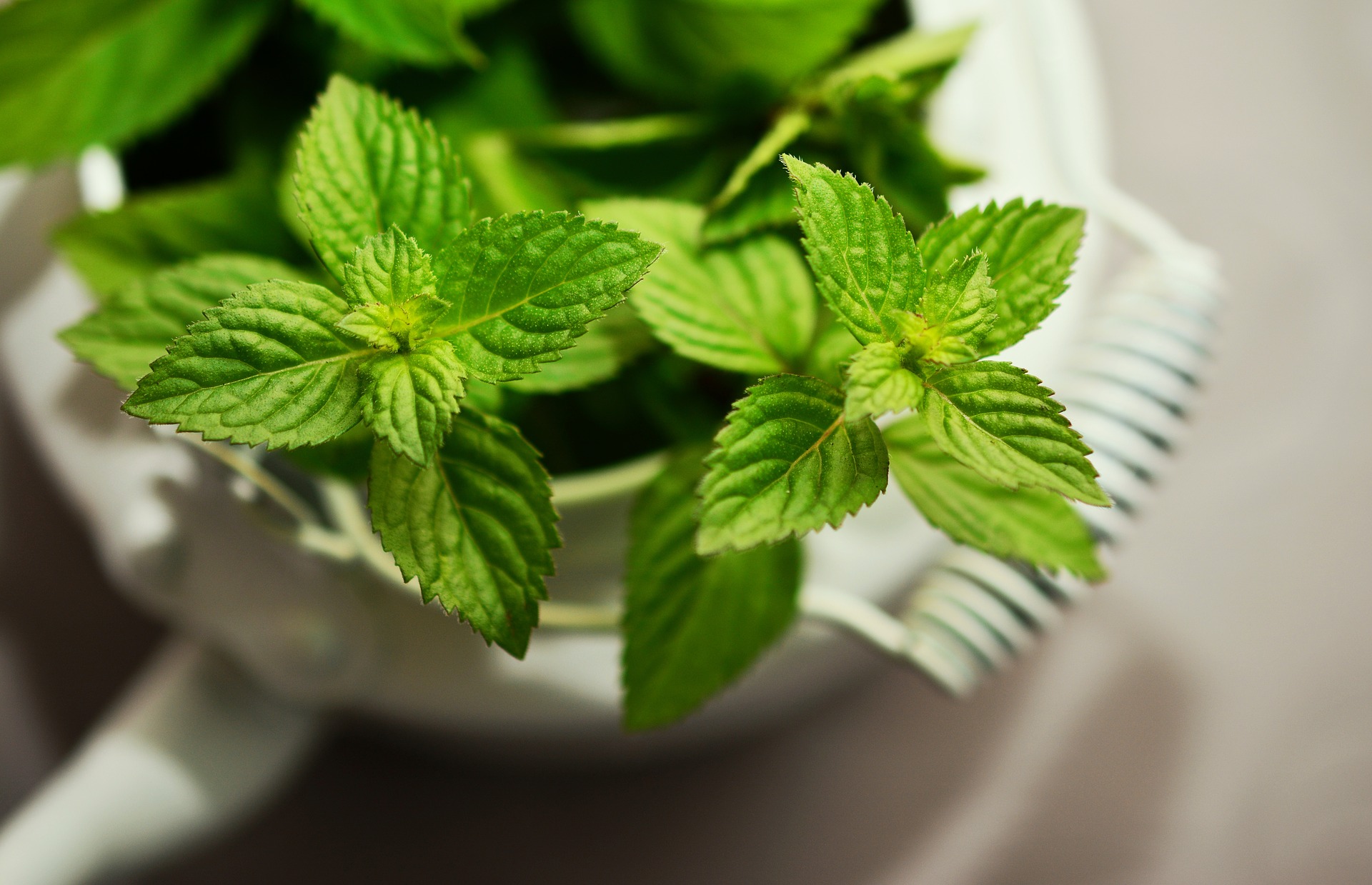 Mint & Mynta