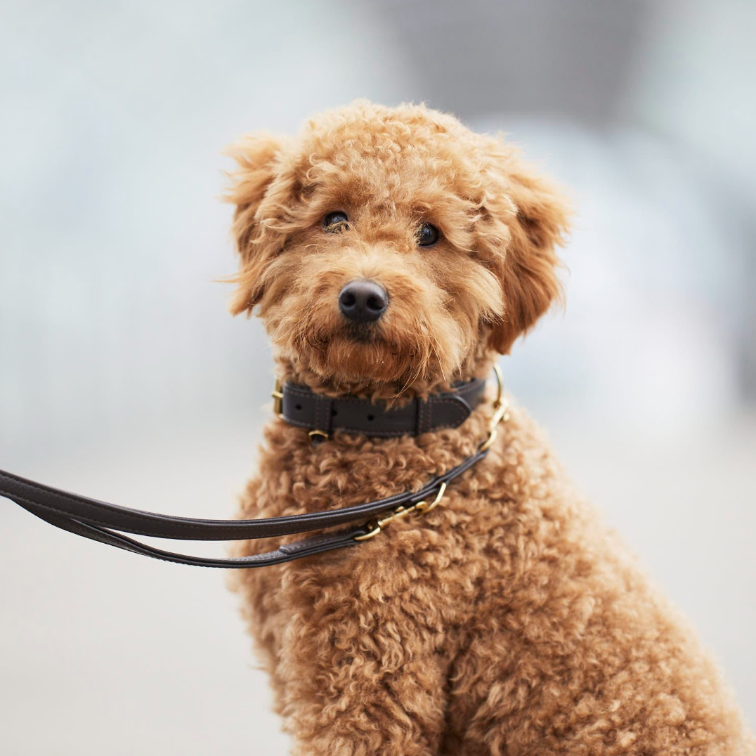William Walker Dog Collar Earth - 3