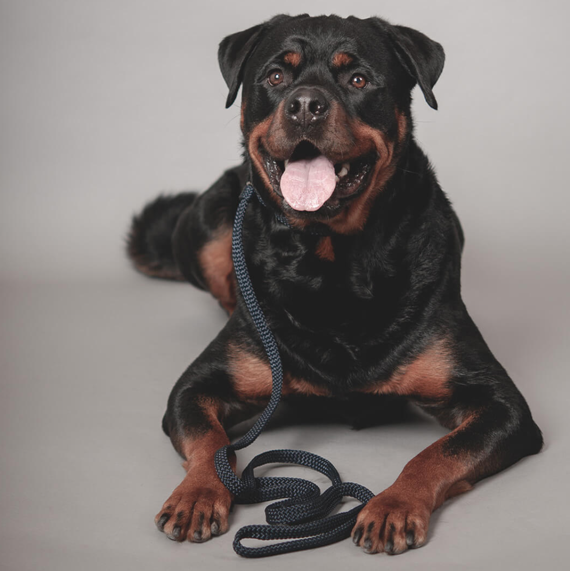 Poly Ropes Retrieval leash 2 m VIP Black - 2