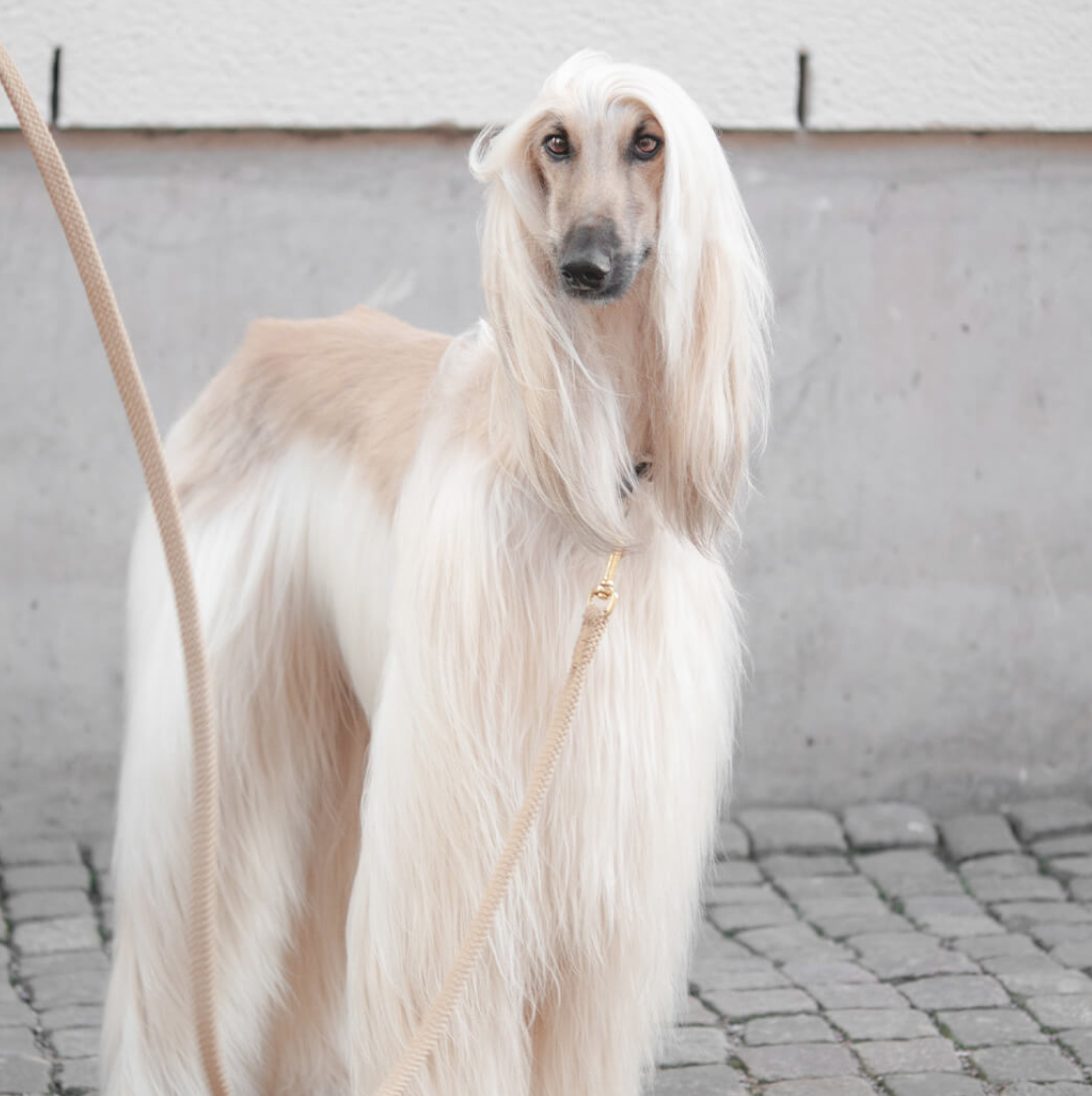 Poly Ropes Dog Leash Lajka With Brass Pistol Hook 2 Meters Beige - 2