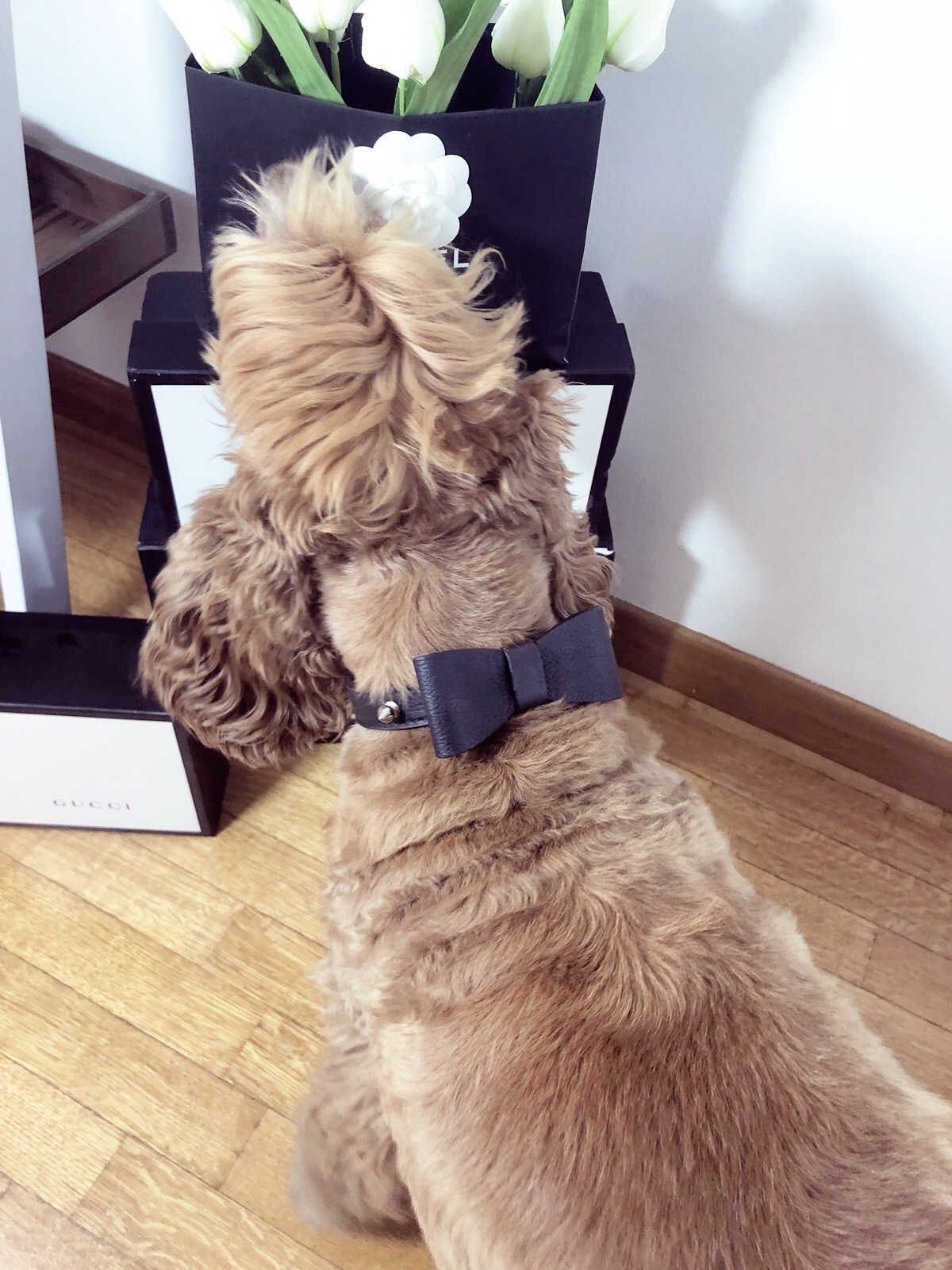 Zampa Milano Black Dog Collar With Bow - 3