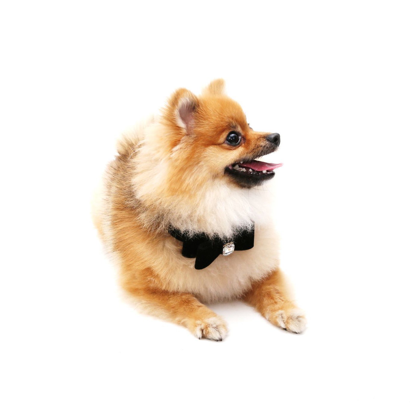 Vanderpump Hundhalsband i Velvet - 2