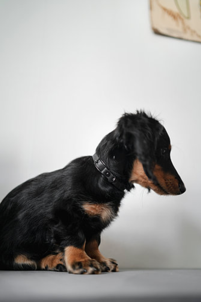 Frankies Mini Dog Collar Cork Black - 3