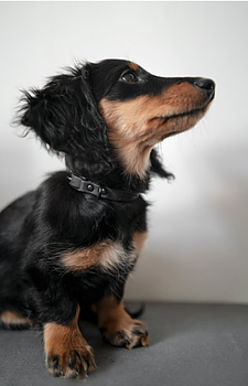 Frankies Mini Dog Collar Cork Black