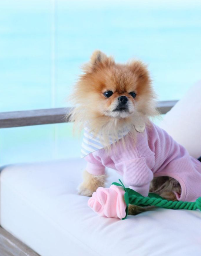 Vanderpump Dog Toy Rose - 2