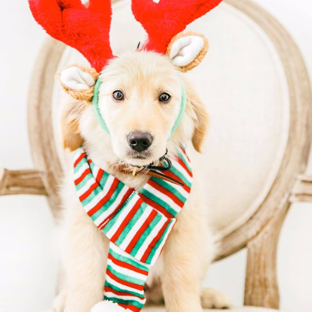Zippypaws Antlers - 2