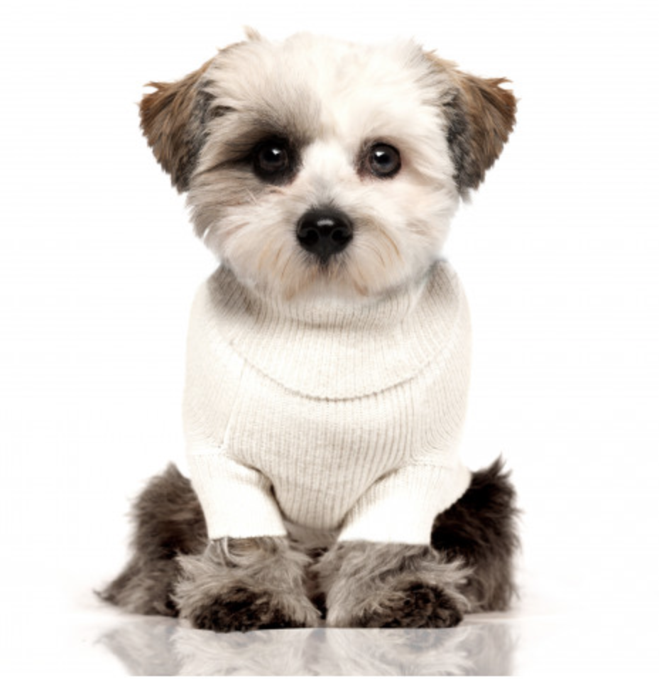 Milk And Pepper Meow Sweater - 3