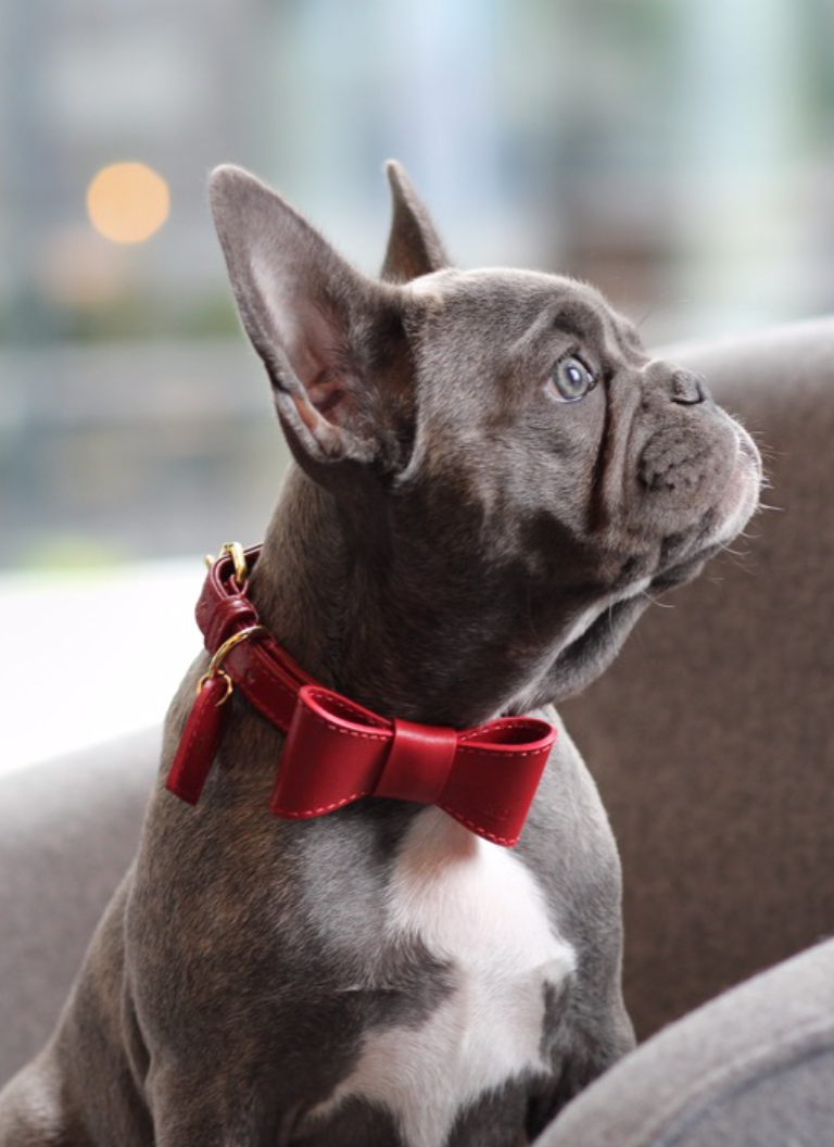 Perro Collection&nbsp;Leather&nbsp;Bow&nbsp;Scarlet - 3