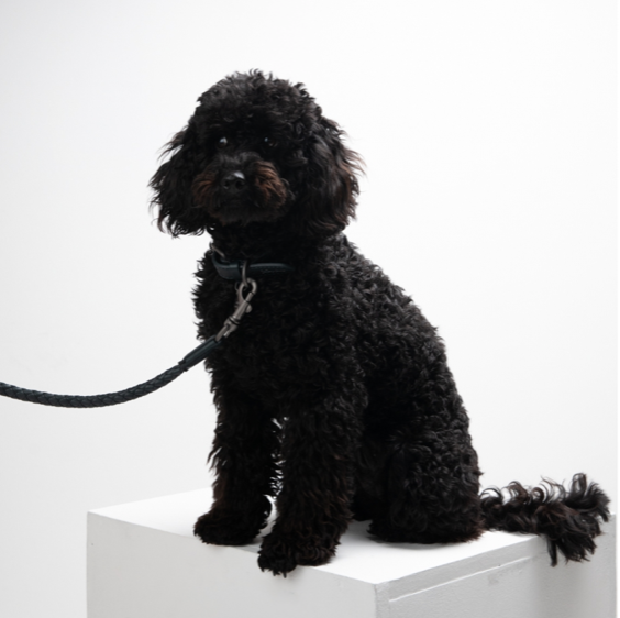 2.8 Ferdinando Leather Dog Collar Black - 2