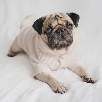 Lambwolf Waffle Dog Sweater