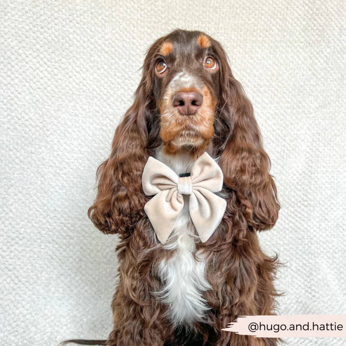Cocopup Luxe Velvet Sailor Bow Champagne