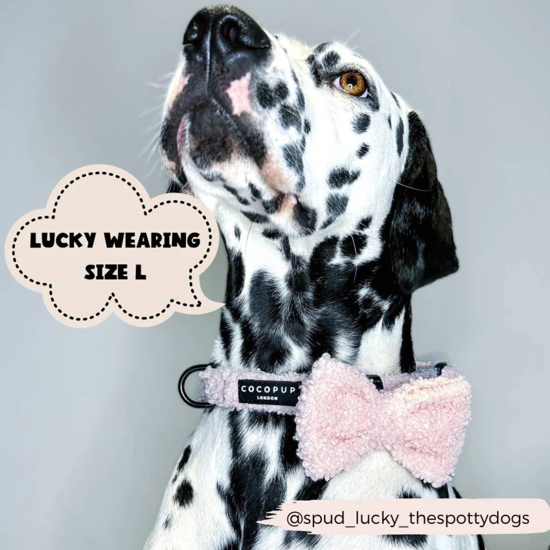 Cocopup Teddy Bow Love-A-Lot - 2