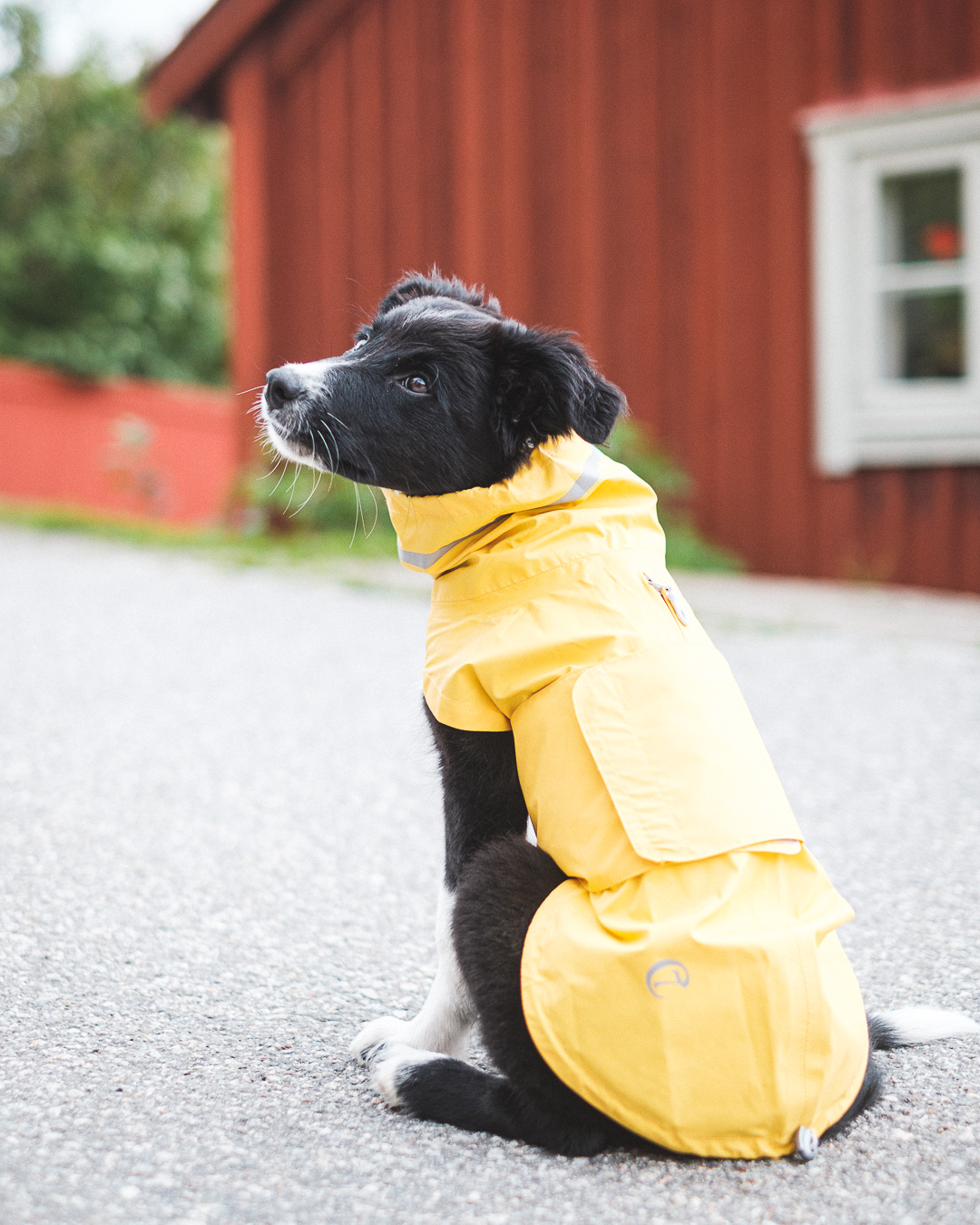 Cloud7 Dog Raincoat Hamburg Moss Saffron