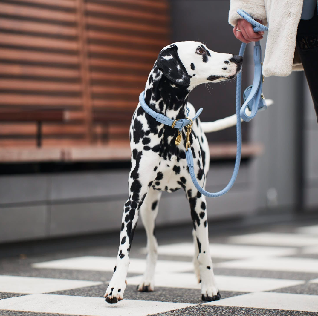 William Walker dog leash Twisted Sky - 3
