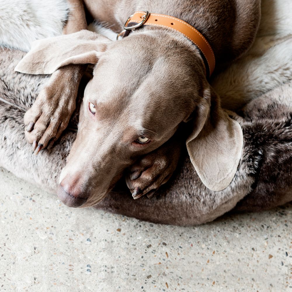 LORD LOU DOG&nbsp;COLLAR ASCOT BROWN - 2