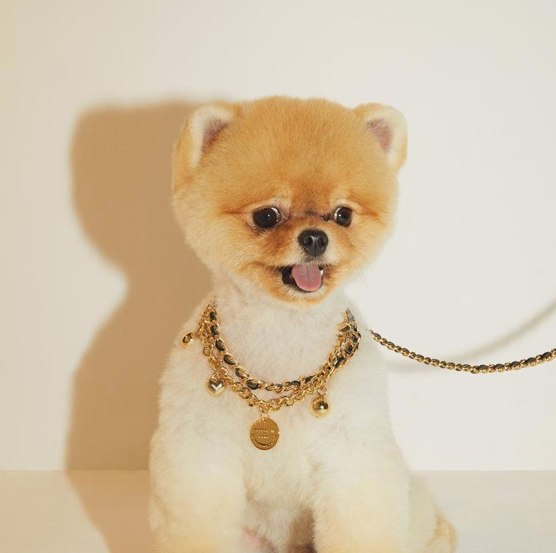 Overglam Gold Chain Dog Leather - 2