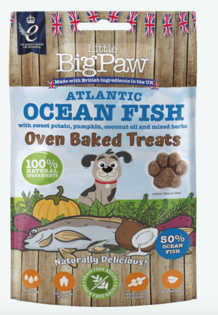 Buddy Atlantic Ocean Fish