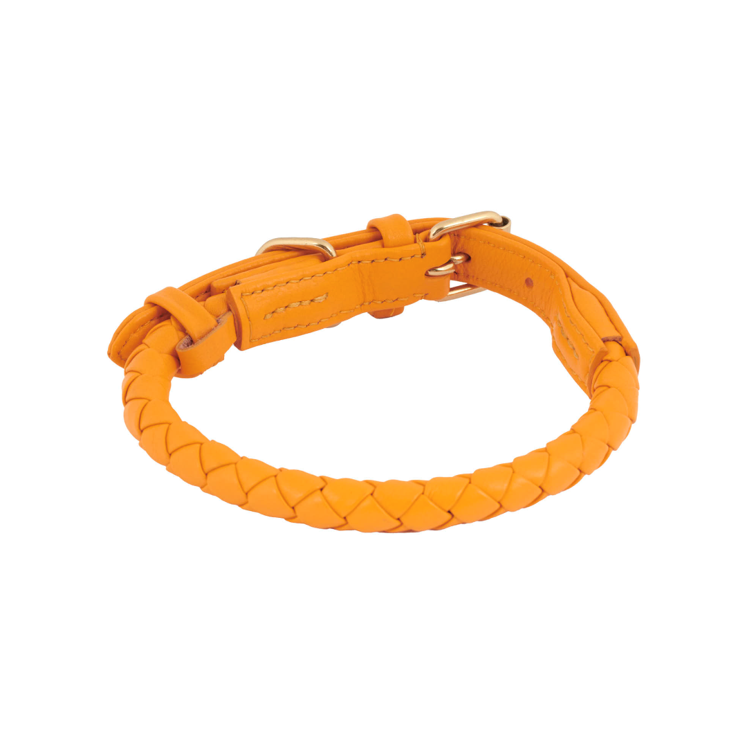 William Walker Dog Collar Twisted Curry - 2