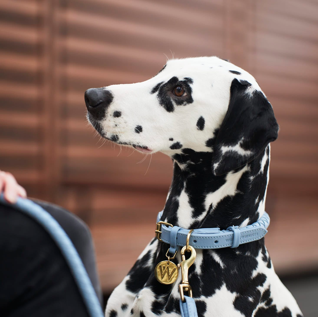 William Walker Dog Collar Twisted Sky - 3
