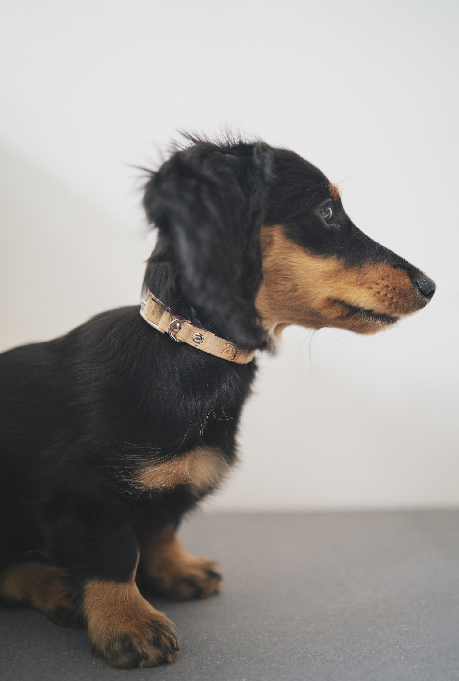 Frankies Dog Collar Natural Cork