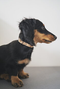 Frankies Dog Collar Natural Cork