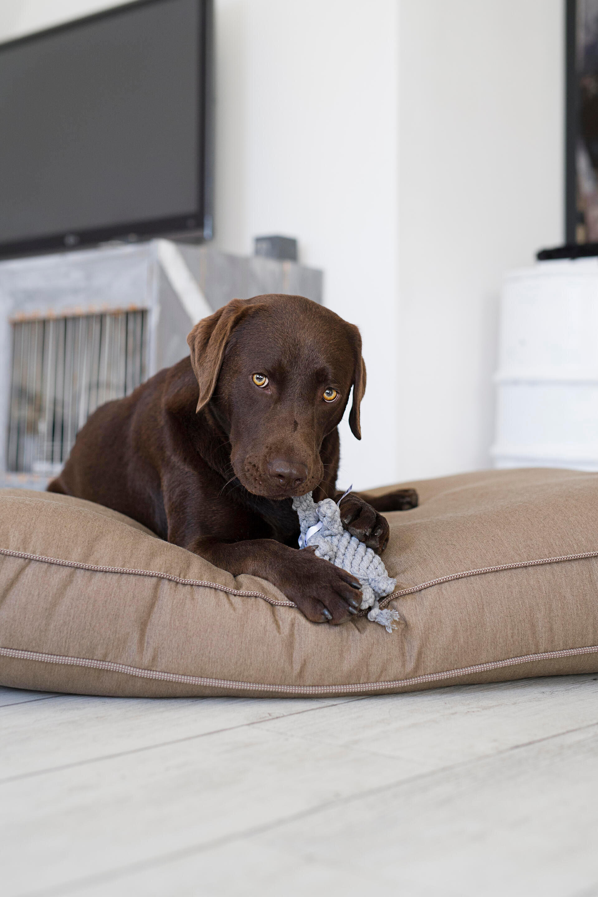Laboni Elton Elephant Dog Toy - 2