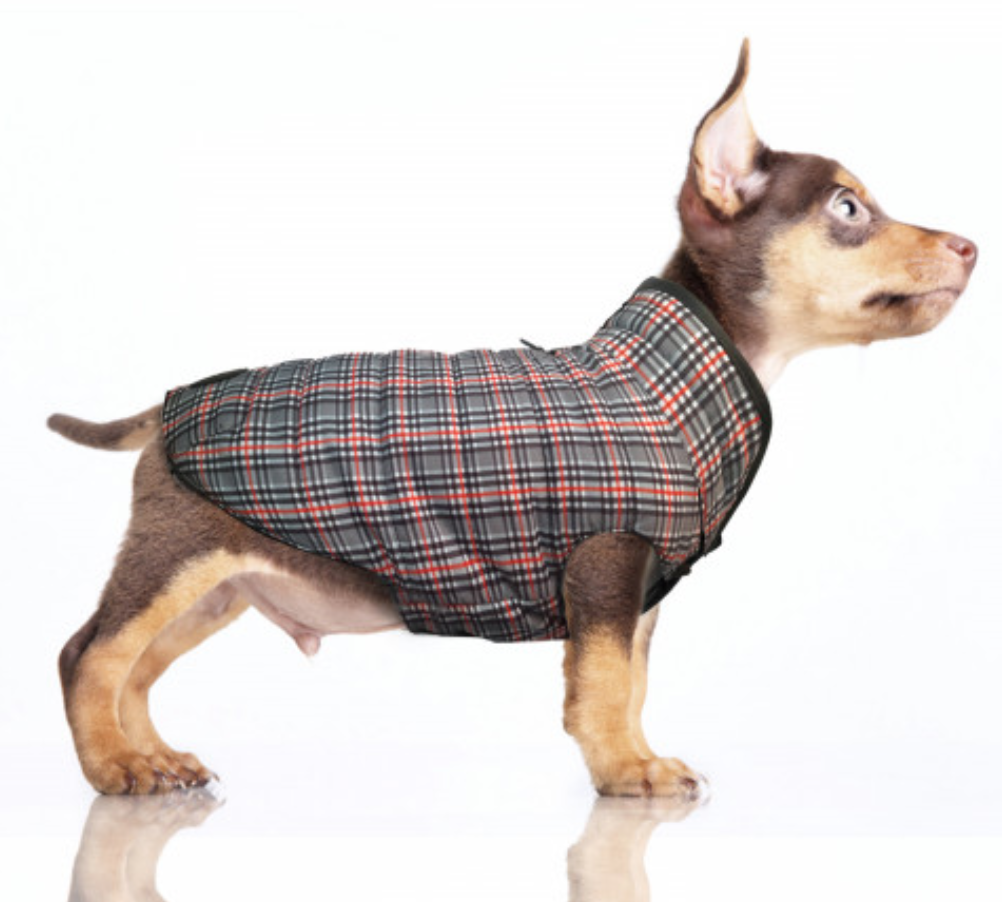 Milk & Pepper Edwin Reversible Jacket - 2