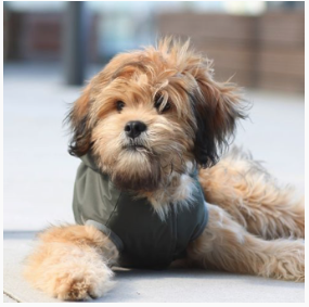 Perro Collection Rain&nbsp;Coat Olive - 2