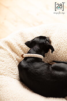 2.8 Ferdinando Microfiber Dog Collar