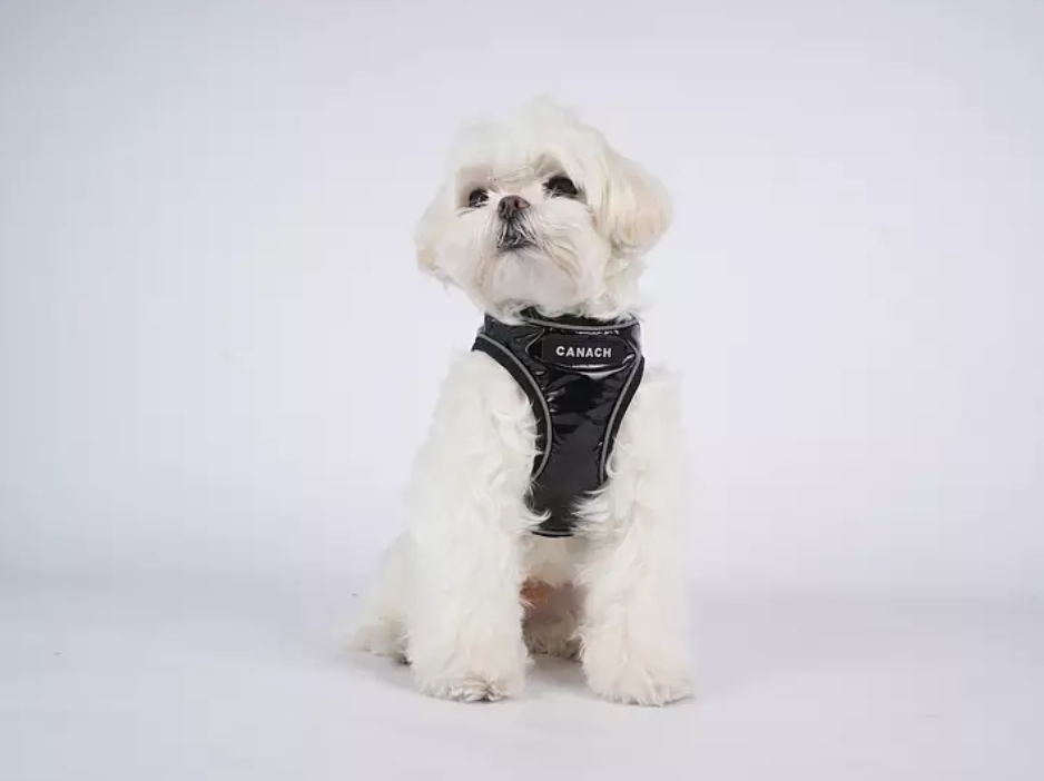 Canach City Black Dog Harness