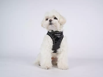 Canach City Black Dog Harness