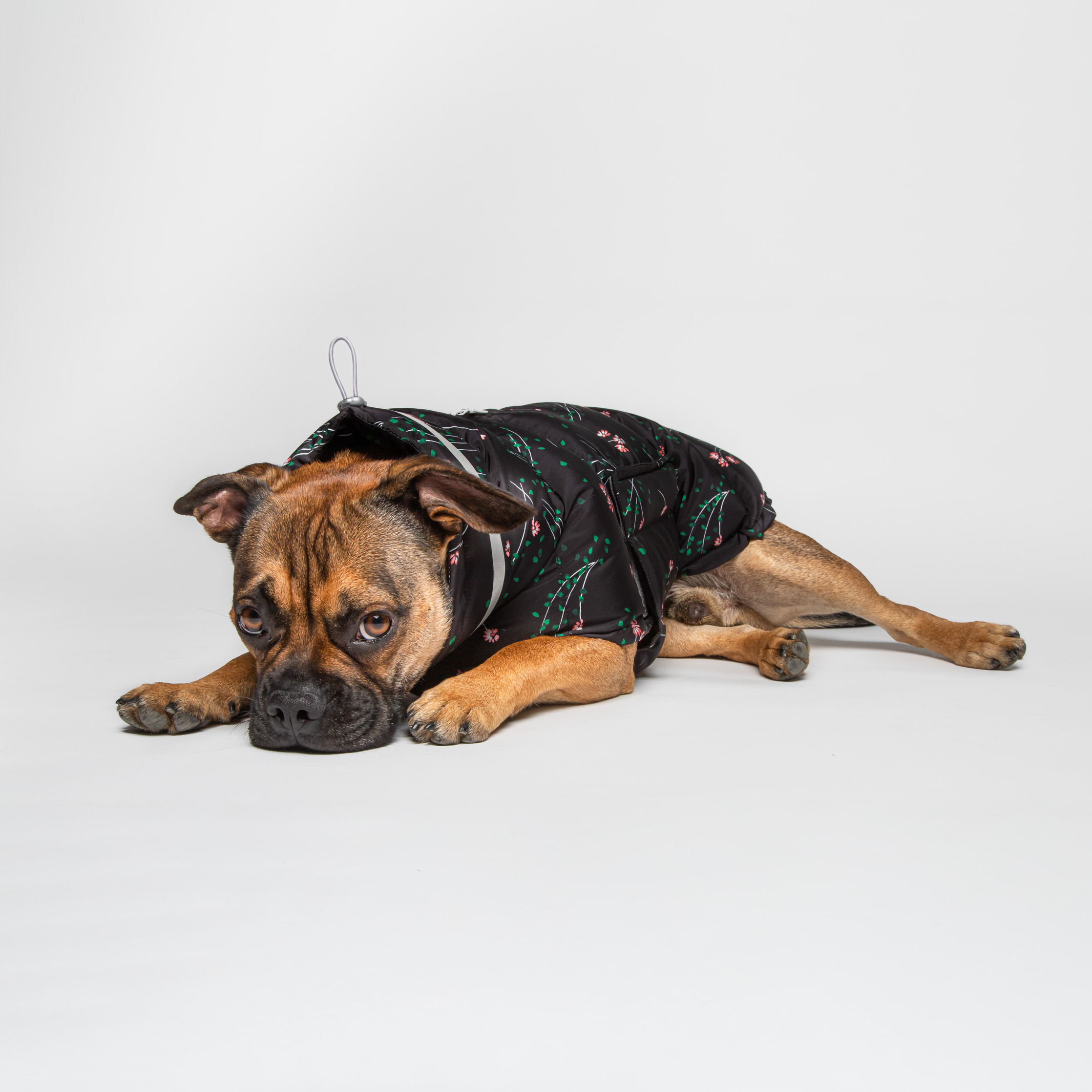 Cloud7 Dog&nbsp;Coat Alaska Black Flower - 4