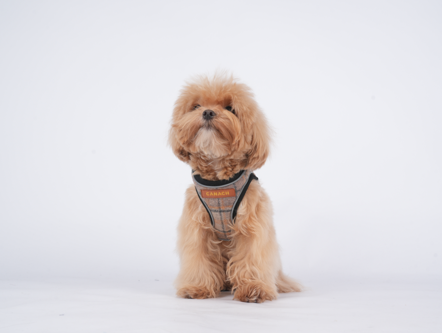 Canach Tartan Brown Harness