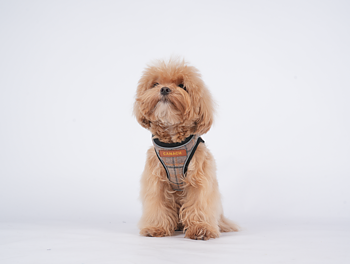 Canach Tartan Brown Harness