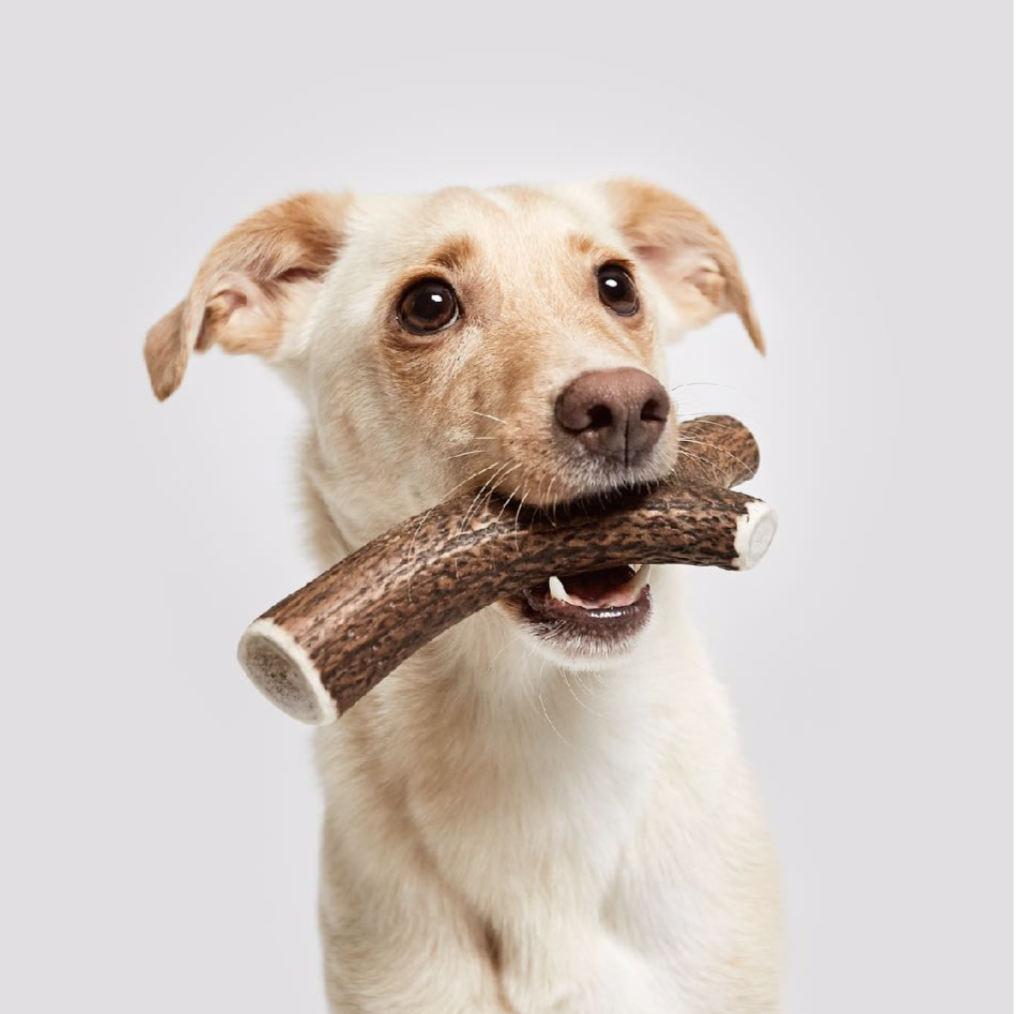 Cloud7 Natural&nbsp;Chew Bone Deer Antor - 4