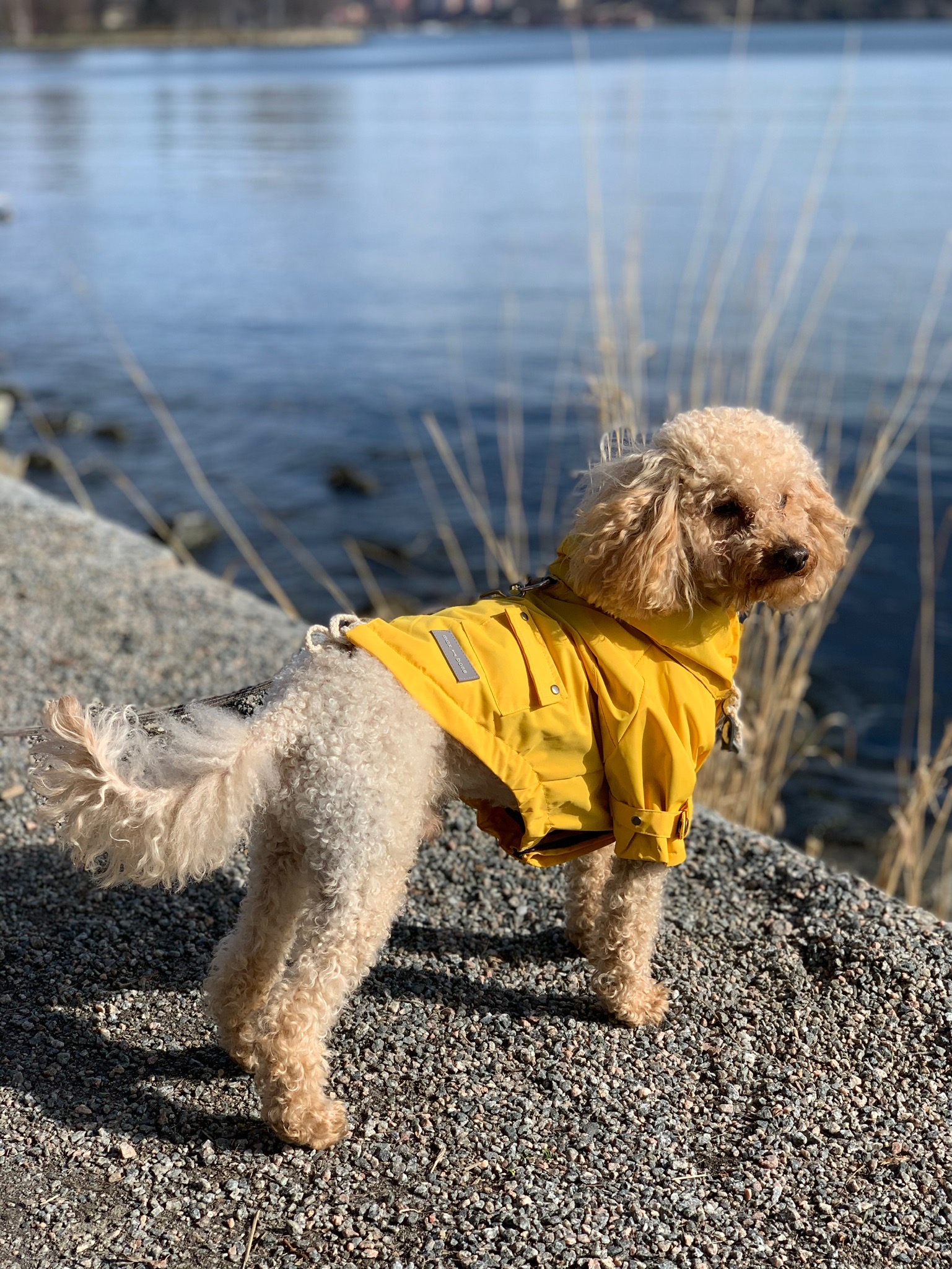 Max Bone Raincoat Dog Yellow - 2