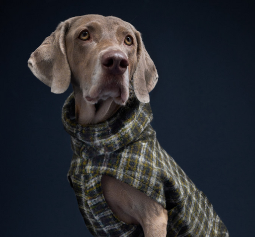 Cloud7 Dog Coat Glasgow Plaid Green - 2