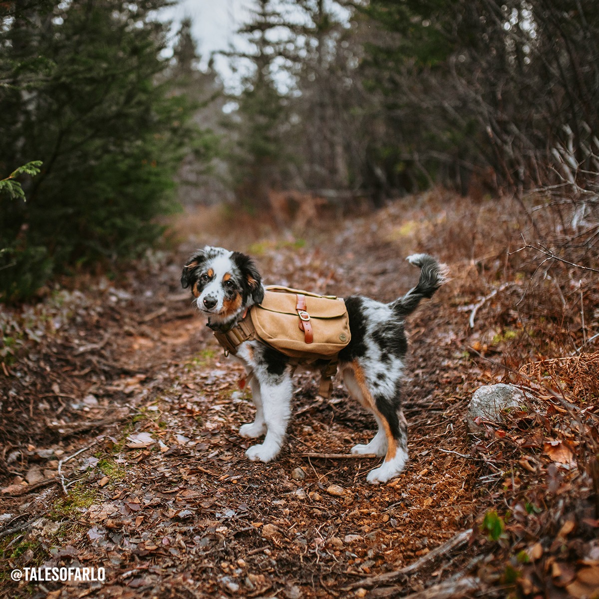 Wolf Repbulic Backpack For The Dog - 2