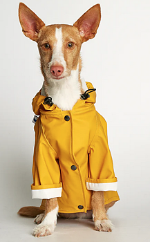 The Painters Wife Sarah Raincoat Lemon