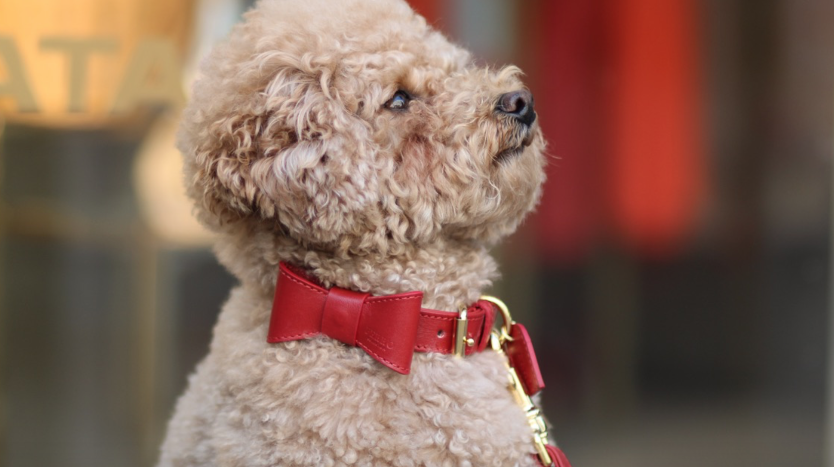Perro Collection Dog&nbsp;Collar Scarlet - 2