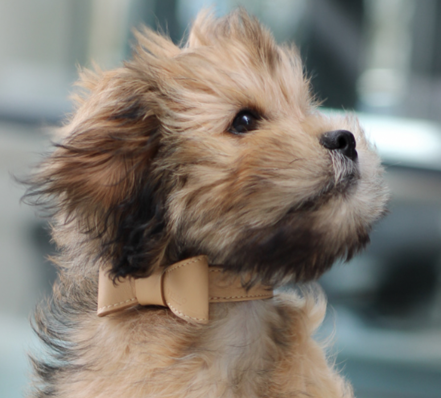 Perro Collection&nbsp;Leather&nbsp;Bow&nbsp;Nude - 2
