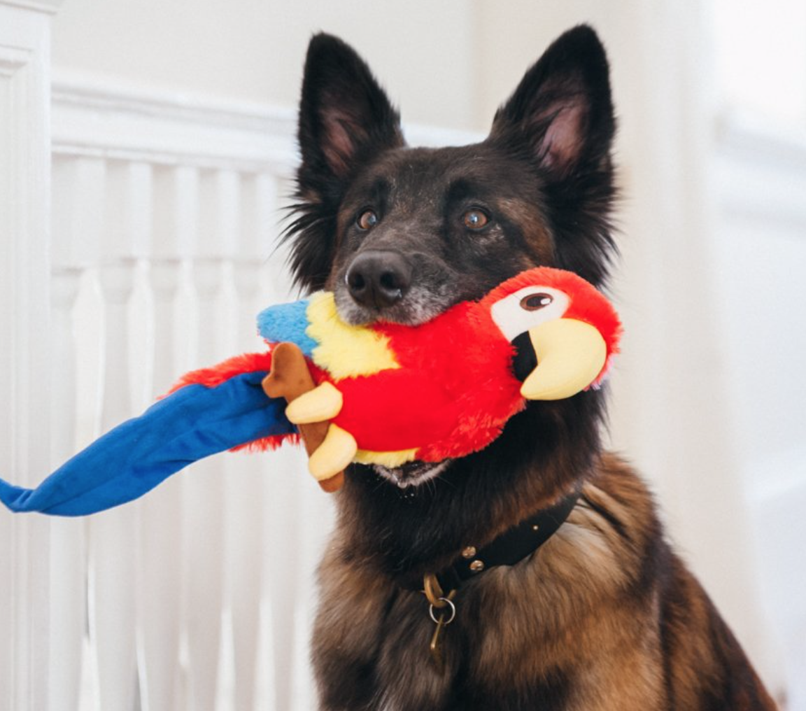 Pet Play Hundleksak Papegoja - 2