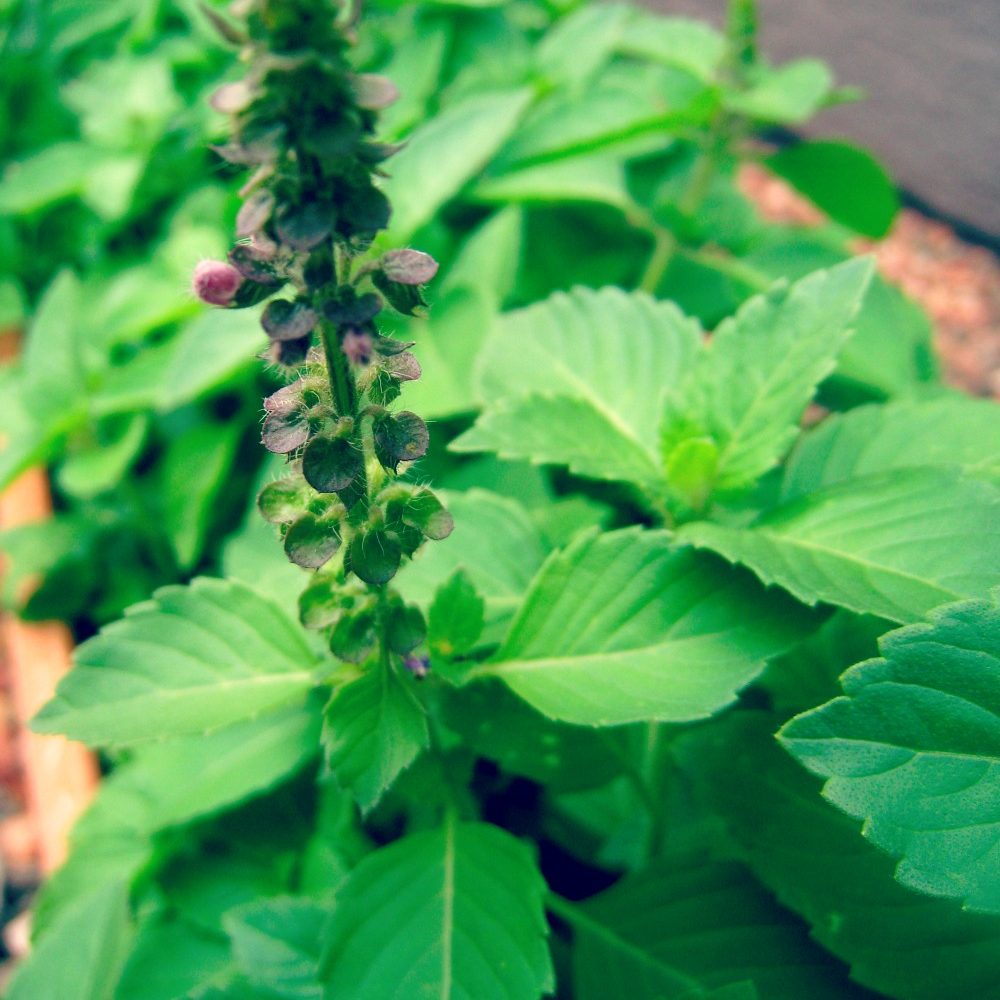 Tulsi / Helig Basilika Eko. 90kaps Organic India - 4