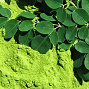 Moringa Churna Eko. 80g Cosmoveda