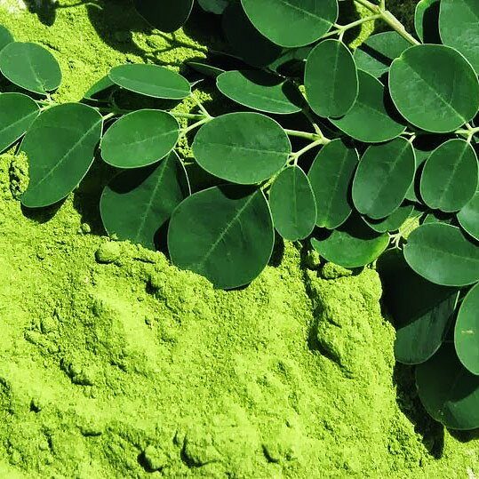 Moringa Churna Eko. 80g Cosmoveda
